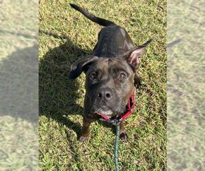 American Staffordshire Terrier Dogs for adoption in Fort Lauderdale, FL, USA