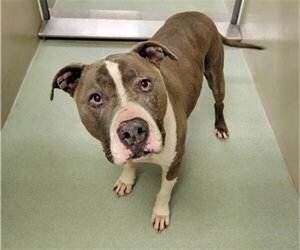 American Pit Bull Terrier-Unknown Mix Dogs for adoption in Placerville, CA, USA