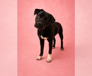 Boxer-Unknown Mix Dogs for adoption in Las Vegas, NM, USA