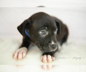 Bullboxer Pit Dogs for adoption in St. Louis Park, MN, USA
