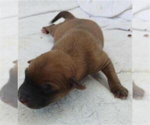 Labrador Retriever-Unknown Mix Dogs for adoption in Houston, TX, USA