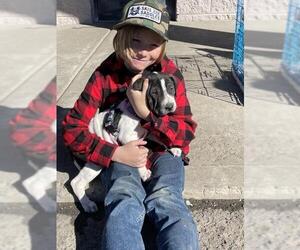 Black and Tan Coonhound-Labrador Retriever-Border Collie Mix Dogs for adoption in Chama, NM, USA