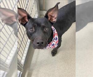 American Pit Bull Terrier-Labrador Retriever Mix Dogs for adoption in Fayetteville, NC, USA