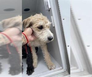 Labrador Retriever-Miniature Schnauzer Mix Dogs for adoption in Houston, TX, USA