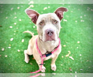 American Staffordshire Terrier Dogs for adoption in Orlando, FL, USA