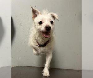 Mutt Dogs for adoption in Sugar Land, TX, USA