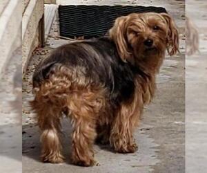 Silky Terrier Dogs for adoption in Anaheim Hills, CA, USA