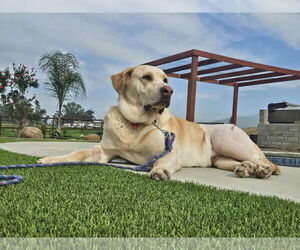 Labrador Retriever Dogs for adoption in Clovis, CA, USA