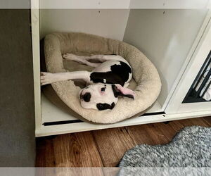 American Staffordshire Terrier-Unknown Mix Dogs for adoption in Minneapolis, MN, USA