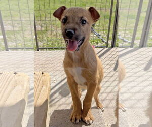Australian Terrier-Unknown Mix Dogs for adoption in Green Forest, AR, USA
