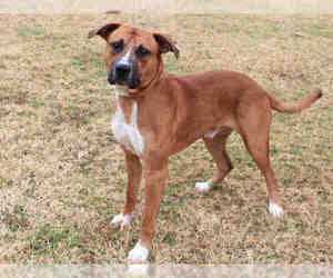 Boxador Dogs for adoption in Edmond, OK, USA