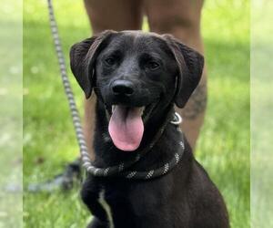 Labrador Retriever-Unknown Mix Dogs for adoption in Yardley, PA, USA