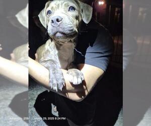 American Staffordshire Terrier-Unknown Mix Dogs for adoption in San Antonio, TX, USA