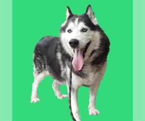 Siberian Husky Dogs for adoption in Long Beach, CA, USA