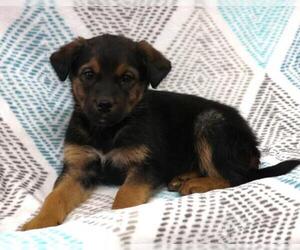 Mutt Dogs for adoption in Thief River Falls, MN, USA