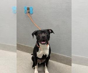 American Pit Bull Terrier-Unknown Mix Dogs for adoption in Las Vegas, NV, USA