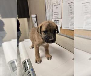 Gerberian Shepsky Dogs for adoption in Conroe, TX, USA