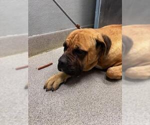 Mutt Dogs for adoption in Las Vegas, NV, USA