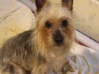 Silky Terrier Dogs for adoption in Brewster, MA, USA