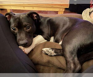 Basset Hound-Unknown Mix Dogs for adoption in Sheboygan, WI, USA