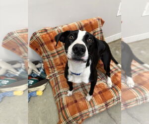 Mutt Dogs for adoption in Rockaway, NJ, USA