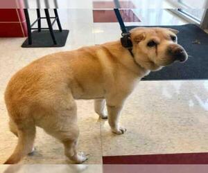 Chinese Shar-Pei Dogs for adoption in Plano, TX, USA