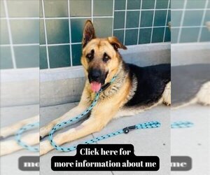 German Shepherd Dog Dogs for adoption in Rancho Cucamonga, CA, USA