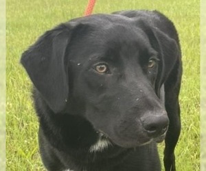 Borador Dogs for adoption in Canton, CT, USA