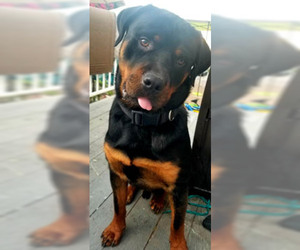 Rottweiler Dogs for adoption in Ventura, CA, USA