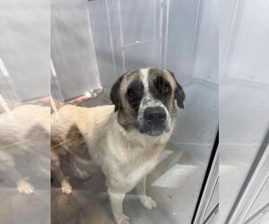 Anatolian Shepherd-Unknown Mix Dogs for adoption in Mobile, AL, USA