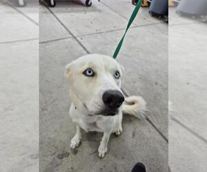 Great Pyrenees-Huskies  Mix Dogs for adoption in Texas City, TX, USA