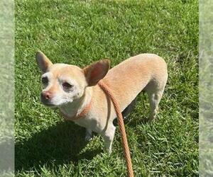 Chihuahua Dogs for adoption in Camarillo, CA, USA