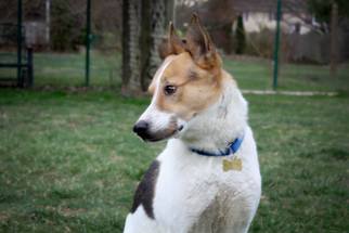 Australian Shepherd-Unknown Mix Dogs for adoption in Middletown, VA, USA