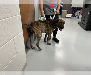 German Shepherd Dog-Unknown Mix Dogs for adoption in Ocala, FL, USA