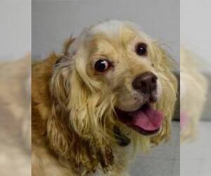 Cocker Spaniel Dogs for adoption in Flushing, NY, USA