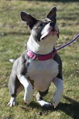 American Pit Bull Terrier-American Staffordshire Terrier Mix Dogs for adoption in Kettering, OH, USA