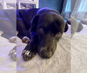 Labrador Retriever-Unknown Mix Dogs for adoption in Mooresville, NC, USA