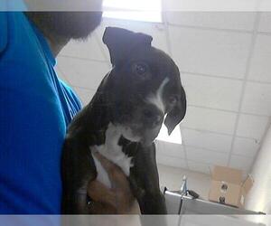 Labrador Retriever-Unknown Mix Dogs for adoption in Fayetteville, NC, USA