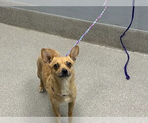 Chihuahua-Unknown Mix Dogs for adoption in Las Vegas, NV, USA