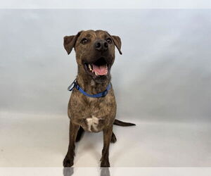 Labrador Retriever-Unknown Mix Dogs for adoption in Fort Collins, CO, USA