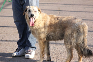 Golden Pyrenees Dogs for adoption in Phoenix , AZ, USA