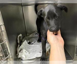 Labrador Retriever-Unknown Mix Dogs for adoption in Visalia, CA, USA