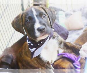American Staffordshire Terrier-Unknown Mix Dogs for adoption in Tallahassee, FL, USA