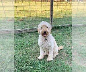 Goldendoodle Dogs for adoption in Wylie, TX, USA