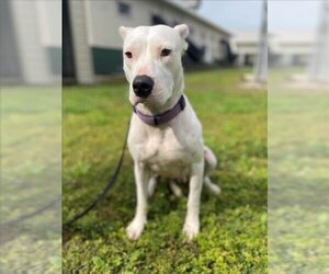 Dogo Argentino Dogs for adoption in Naples, FL, USA
