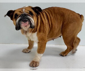 Bulldog Dogs for adoption in Great Bend, KS, USA