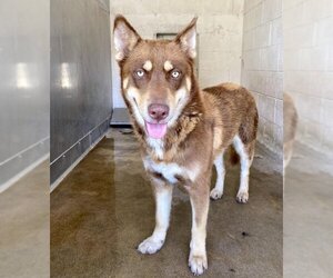 Siberian Husky Dogs for adoption in San Bernardino, CA, USA