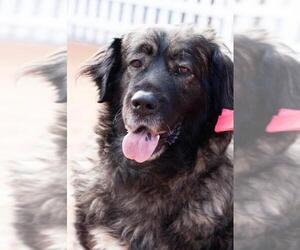 Tibetan Mastiff Dogs for adoption in San Jose, CA, USA