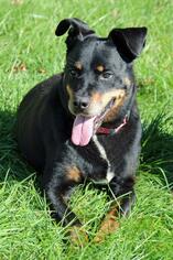 Rottweiler Dogs for adoption in Akron, OH, USA