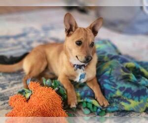 Chi-Corgi Dogs for adoption in Maple Grove, MN, USA